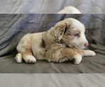 Small Photo #4 Australian Shepherd Puppy For Sale in FLORESVILLE, TX, USA