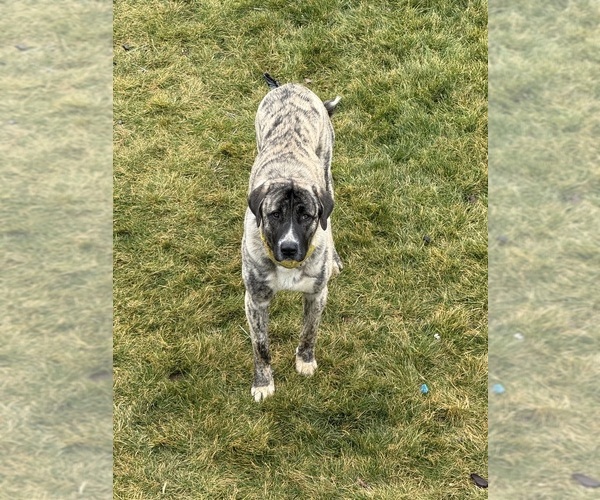 Medium Photo #1 Anatolian Pyrenees Puppy For Sale in SISTERS, OR, USA