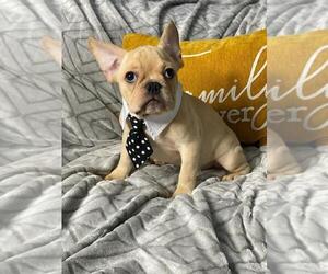 French Bulldog Puppy for sale in BOSTON, MA, USA
