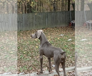 Father of the Weimaraner puppies born on 06/12/2021