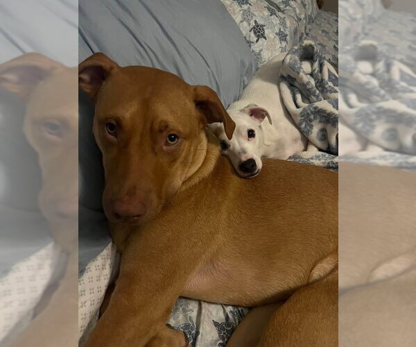 Medium Photo #1 Boxador Puppy For Sale in Southbury, CT, USA