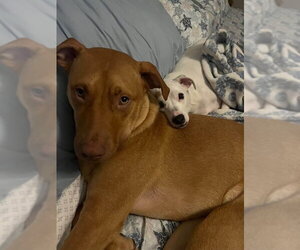 Boxador Dogs for adoption in Southbury, CT, USA