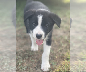 Medium Border Collie
