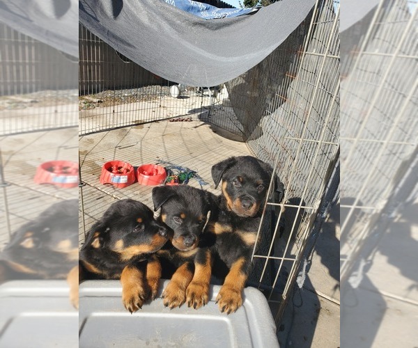 Medium Photo #5 Rottweiler Puppy For Sale in FRESNO, CA, USA