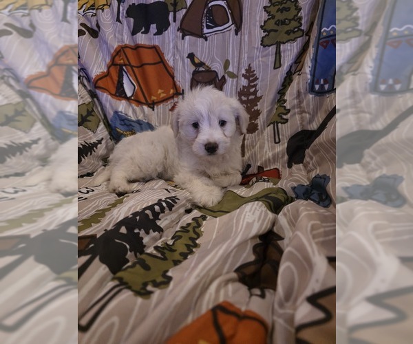 Medium Photo #8 Chizer Puppy For Sale in MONTEZUMA, GA, USA