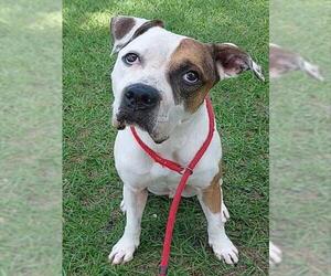 American Staffordshire Terrier-Unknown Mix Dogs for adoption in Fort Lauderdale, FL, USA