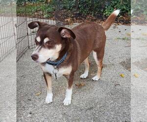 Mutt Dogs for adoption in Rootstown, OH, USA