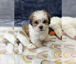 Small Photo #6 Zuchon Puppy For Sale in SILEX, MO, USA