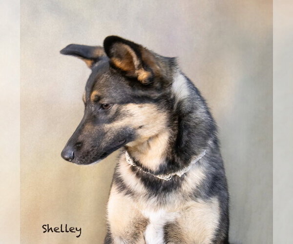 Medium Photo #1 Mutt Puppy For Sale in Hot Springs Village, AR, USA