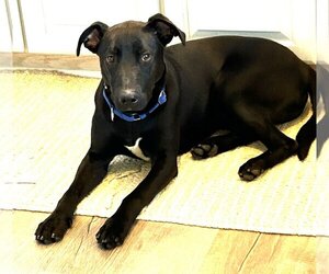 German Pinscher-Labrador Retriever Mix Dogs for adoption in Rowayton, CT, USA