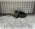 Puppy Daisy French Bulldog