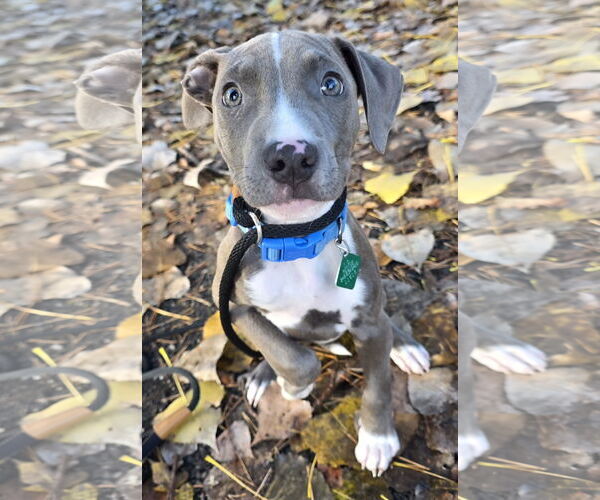Medium Photo #3 American Pit Bull Terrier-Unknown Mix Puppy For Sale in Clarkston, MI, USA