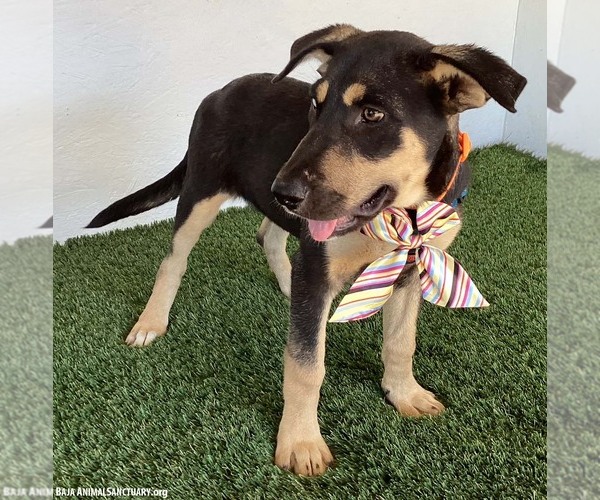 Medium Photo #3 German Shepherd Dog-Unknown Mix Puppy For Sale in San Diego, CA, USA