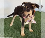 Small Photo #3 German Shepherd Dog-Unknown Mix Puppy For Sale in San Diego, CA, USA