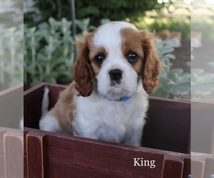 Cavalier King Charles Spaniel Puppy for sale in WATERLOO, NY, USA