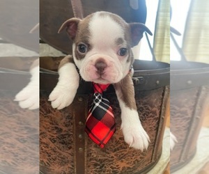 Boston Terrier Puppy for sale in MONTVILLE, OH, USA