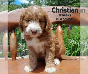 Labradoodle Puppy for sale in MILLVILLE, MN, USA