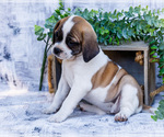 Puppy Twinkle Puggle