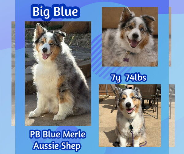 Medium Photo #3 Australian Shepherd Puppy For Sale in Dallas, TX, USA