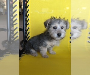Morkie Puppy for sale in HINCKLEY, MN, USA