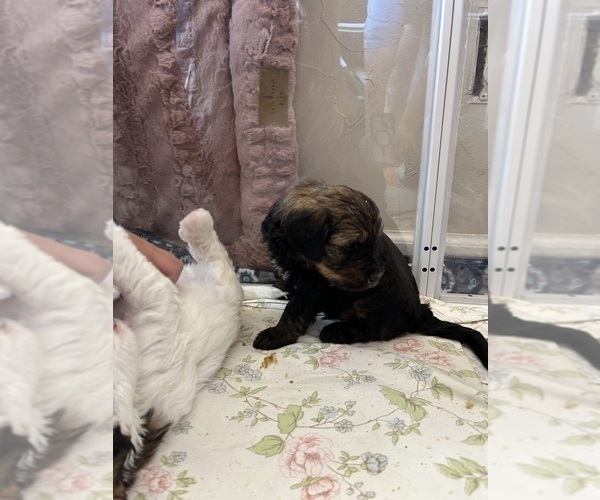 Medium Photo #27 Bernedoodle (Miniature) Puppy For Sale in HENDERSON, CO, USA
