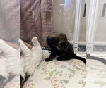 Small Photo #27 Bernedoodle (Miniature) Puppy For Sale in HENDERSON, CO, USA