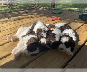 Springerdoodle-Unknown Mix Puppy for sale in MARTIN, GA, USA