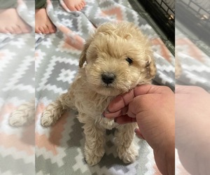 Poodle (Miniature) Puppy for sale in EPHRATA, WA, USA