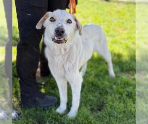 Labrador Retriever-Unknown Mix Dogs for adoption in Modesto, CA, USA