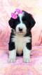 Small Bernese Mountain Dog-Goldendoodle Mix