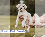 Small Photo #15 Labrador Retriever Puppy For Sale in MOBILE, AL, USA