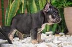 Small Photo #6 Bulldog Puppy For Sale in CUTLER BAY, FL, USA