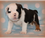 Small Photo #19 English Bulldog Puppy For Sale in WINNSBORO, TX, USA