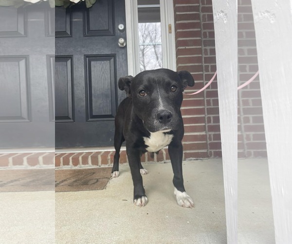 Medium Photo #16 American Staffordshire Terrier-Unknown Mix Puppy For Sale in Holly Springs, NC, USA