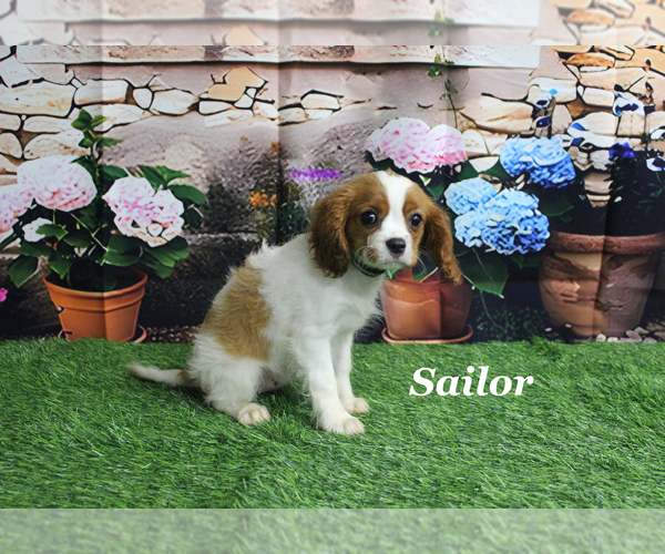 Medium Photo #15 Cavalier King Charles Spaniel Puppy For Sale in CHANUTE, KS, USA
