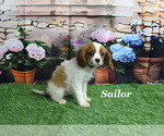 Small #14 Cavalier King Charles Spaniel