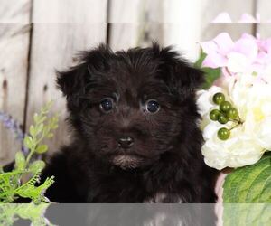 Yo-Chon Puppy for sale in MOUNT VERNON, OH, USA
