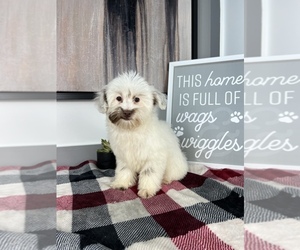 Mal-Shi Puppy for sale in FRANKLIN, IN, USA