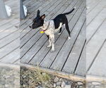 Small #3 Mutt