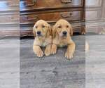 Small #12 Golden Retriever