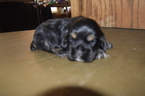 Small Photo #6 Cocker Spaniel Puppy For Sale in ANDOVER, MN, USA