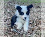 Small Photo #3 Australian Shepherd Puppy For Sale in LEXINGTON, GA, USA