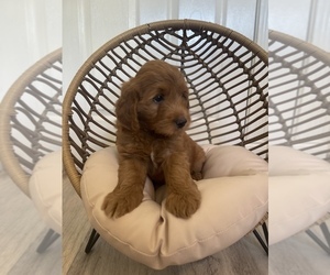 Goldendoodle (Miniature) Puppy for sale in HURRICANE, UT, USA