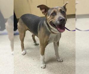 American Pit Bull Terrier-Unknown Mix Dogs for adoption in Riverside, CA, USA