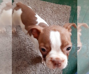 Boston Terrier Puppy for sale in KNOB NOSTER, MO, USA