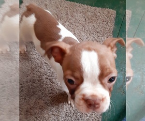 Boston Terrier Puppy for sale in KNOB NOSTER, MO, USA