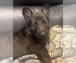 Small Photo #10 German Shepherd Dog Puppy For Sale in W WARWICK, RI, USA