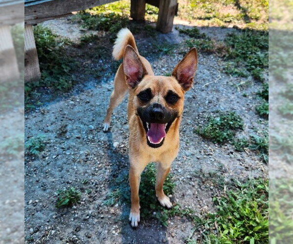 Medium Photo #14 Rat Terrier-Unknown Mix Puppy For Sale in Rockaway, NJ, USA