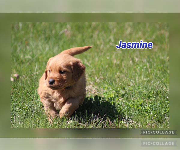 Medium Photo #2 Golden Retriever Puppy For Sale in MIDDLEBURG, PA, USA