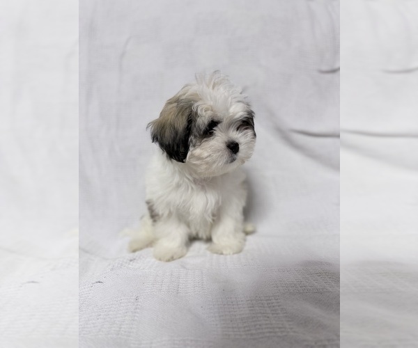 Medium Photo #1 Mal-Shi Puppy For Sale in NAPLES, FL, USA